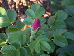 Róża pomarszczona (fot. G.Makowski)