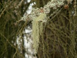 Brodaczka  (fot. G.Makowski)