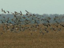 Odlot gęsi (fot. G.Makowski)