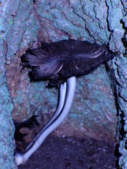 Grzyb (fot. G.Makowski)