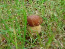 Borowik szlachetny (fot. P.Gzyl)