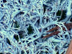 Chrobotnik (fot. G.Makowski)