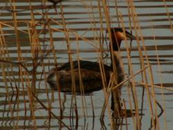 Perkoz (fot. G.Makowski)