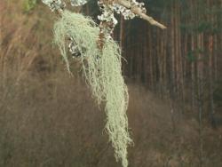 Brodaczka   (fot. G.Makowski)