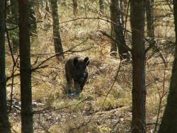 Locha (fot. G. Makowski)