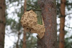 Szerszenie (fot. G. Makowski)