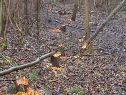 Działalność bobrów (fot. P.Gzyl)