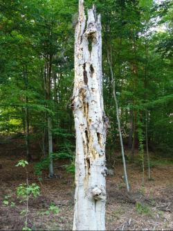 Drzewo ekologiczne (fot. P.Gzyl)