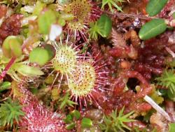 Rosiczka (fot. G.Makowski)