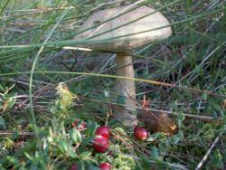 Żurawina (fot. G.Makowski)