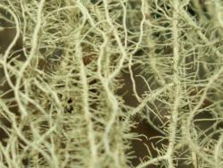 Brodaczka ( fot. G.Makowski)