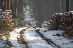 Jelenie (fot. G. Makowski)