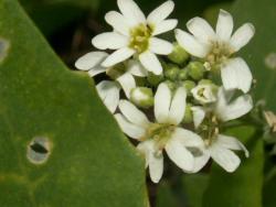 Śniedek (fot. G.Makowski)