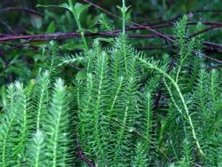 Widłak (fot. G.Makowski)