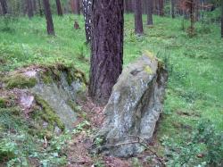 Sosna w kamieniu (fot. H.Jurczyszyn)