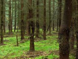 Drzewostan świerkowy wyspałowany przez jelenie (fot. P.Gzyl)