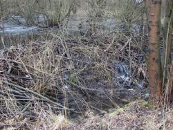 Bobrza tama w leśnictwie Chomętowo (fot. H.Jurczyszyn)