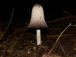 Czernidłak (fot. P.Gzyl)