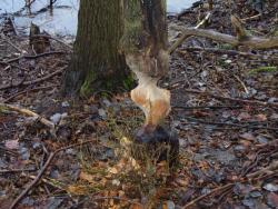 Bobrza rzeźba (fot. P.Gzyl)