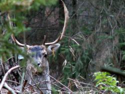 Daniel (fot. G.Makowski)