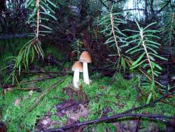 W leśnictwie Złotawa (fot. G.Makowski)