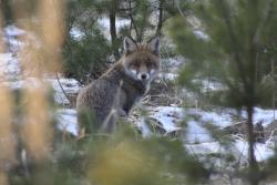 Lis (fot. G. Makowski)