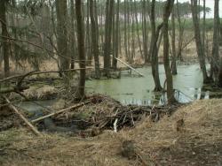 Bobrza tama w leśnictwie Chomętowo (fot. D.Wacławska)