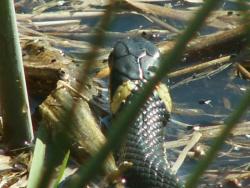 Zaskroniec (fot. G.Makowski)