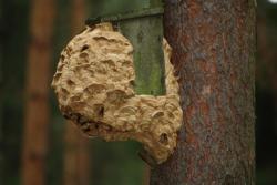 Gniazdo szerszeni (fot. G. Makowski)