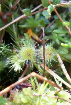 Rosiczka (fot. G.Makowski)