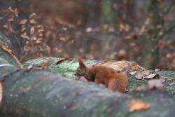 Wiewiórka (fot. G. Makowski)