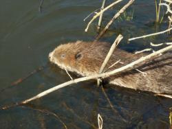 Bóbr (fot. G.Makowski)