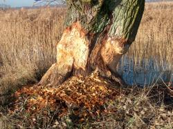 Przygotowane  do ścinki (fot. H.Jurczyszyn)