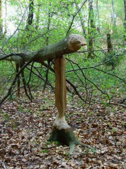 Niedopił nad j.Słowa (fot. D.Wacławska)