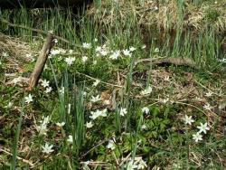 Zawilec (fot. G.Makowski)