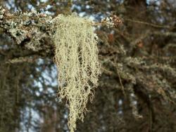 Brodaczka (fot. G.Makowski)