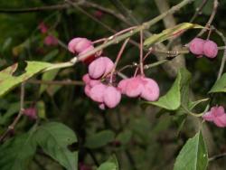 Trzmielina (fot. G.Makowski)