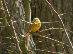 Kulczyk (fot. G.Makowski)