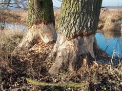 Przygotowane do ścinki (fot. H.Jurczyszyn)