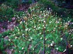 Płonnik (fot. G.Makowski)