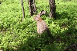 Zając (fot. G. Makowski)