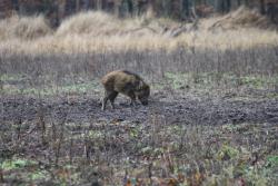 Dzik (fot. G. Makowski)