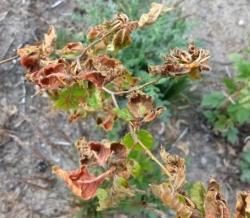 Brązowe, zwinięte listki sadzonki buka uszkodzone przez przymrozki - maj 2020 rok