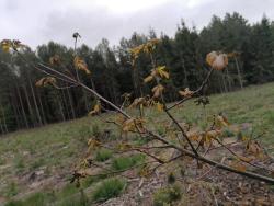 Brązowe, zwinięte listki sadzonki dęba uszkodzone przez przymrozki - maj 2020 rok