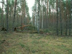Przewrócone przez silny wiatr drzewa w lesie - wichura Cyryl 2007 rok