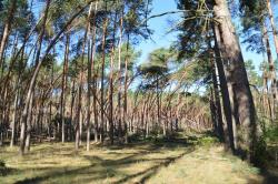 Powyginane przez silny wiatr drzewa w lesie - klęska wiatrołomów, wrzesień 2015 rok