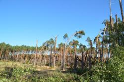 Połamane przez silny wiatr drzewa w lesie - klęska wiatrołomów, wrzesień 2015 rok