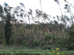 Połamane i powyginane przez silny wiatr drzewa w lesie - klęska wiatrołomów, wrzesień 2015 rok