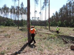 Zawodnik podczas Zawodów Drwali ubrany w pomarańczowy strój ochronny przygotowujący się do ścinki drzewa. Na drugim planie sędzia w odblaskowej kamizelce na tle lasu - 2018 rok