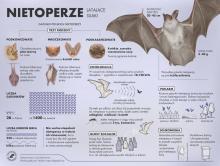 Poznając nietoperze – słownik pojęć trudnych